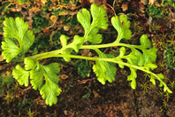 Anogramma leptophylla